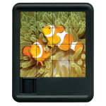 Parrotfish puzzle front